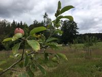 Streuobstwiese